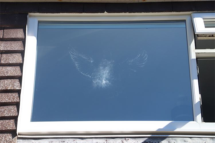 A feather imprint on a window from a bird strike.