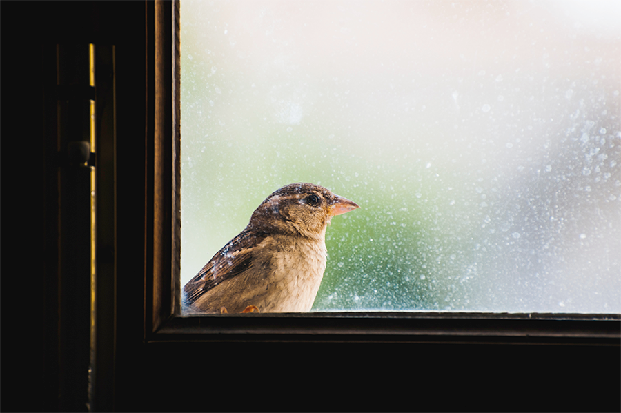 A bird on a windowsill.