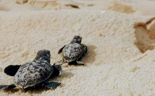 HELP TO SAFEGUARD SEA TURTLES WITH OUR INNOVATIVE NEW SEA TURTLE PROTECTION FILM Thumbnail